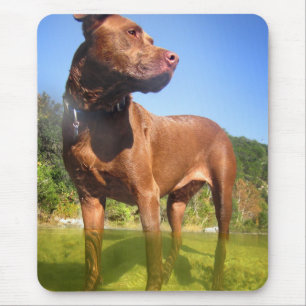 Chocolate Lab Pit Mix Dog Wading Mouse Pad