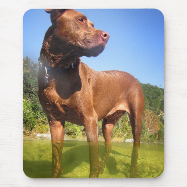 Chocolate Lab Pit Mix Dog Wading Mouse Pad (Front)