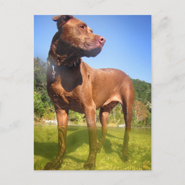 Chocolate Lab Pit Mix Dog Wading Postcard (Front)