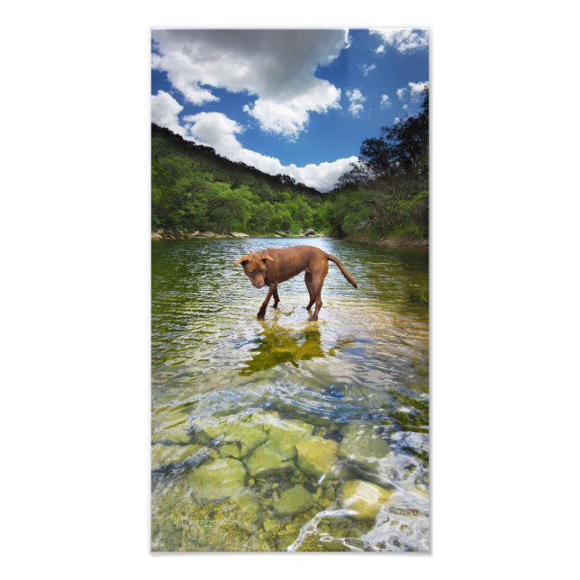Chocolate Lab Pit Mix Dog Walking on Water Photo Print (Front)