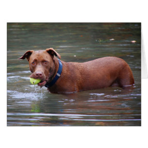 Chocolate Lab Pit Mix Dog With Ball