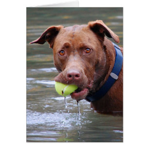 Chocolate Lab Pit Mix Dog With Ball