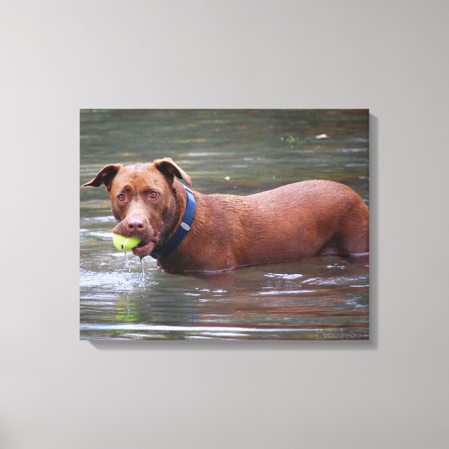Chocolate Lab Pit Mix Dog With Ball Canvas Print (Front)