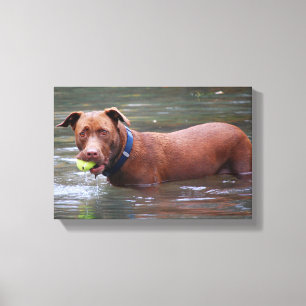 Chocolate Lab Pit Mix Dog With Ball Canvas Print