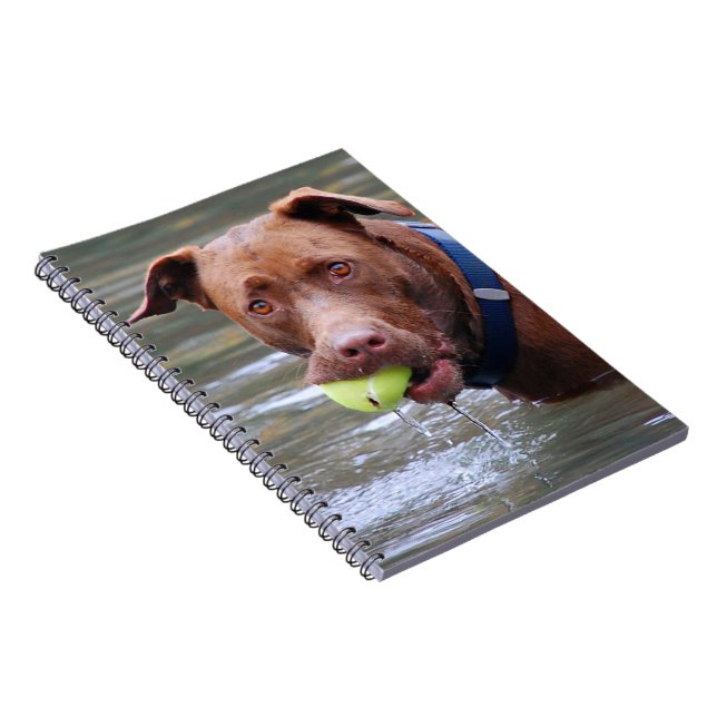 Chocolate Lab Pit Mix Dog With Ball Notebook (Right Side)