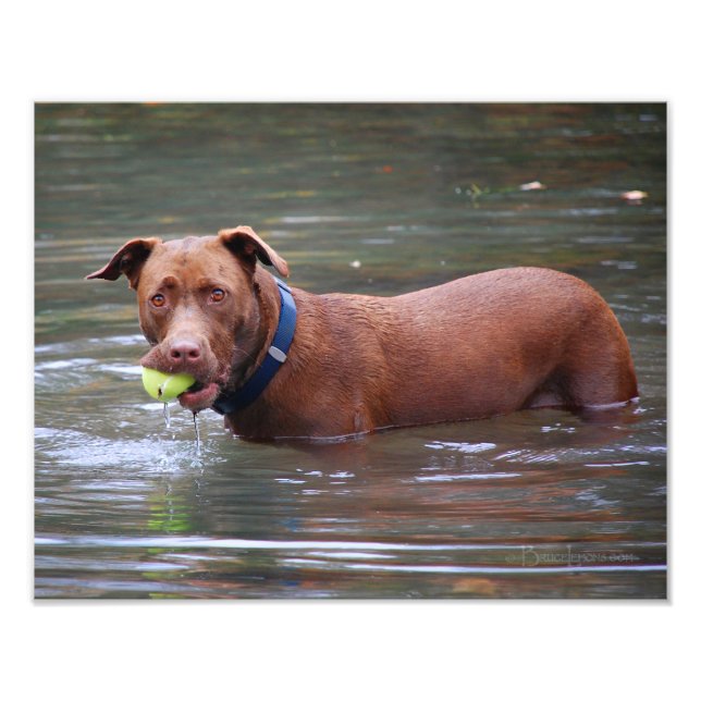 Chocolate Lab Pit Mix Dog With Ball Photo Print (Front)