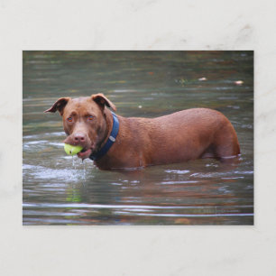 Chocolate Lab Pit Mix Dog With Ball Postcard