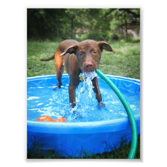 Chocolate Lab Pit Puppy Playing Photo Print (Front)