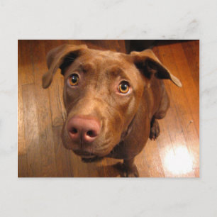 Chocolate Lab Pit Puppy Pleading Look Postcard
