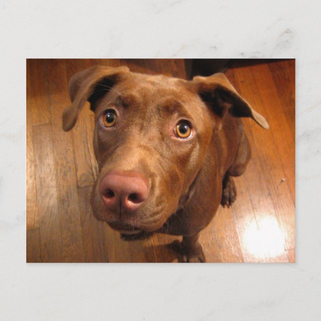 Chocolate Lab Pit Puppy Pleading Look Postcard (Front)