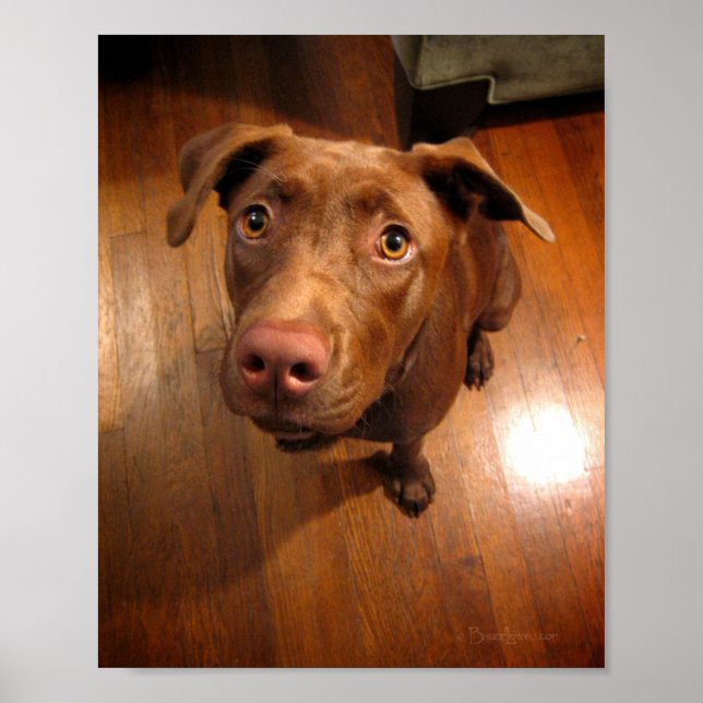 Chocolate Lab Pit Puppy Pleading Look Poster (Front)