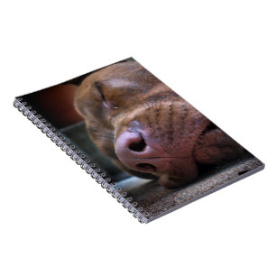 Chocolate Lab Pit Puppy Sleeping Notebook