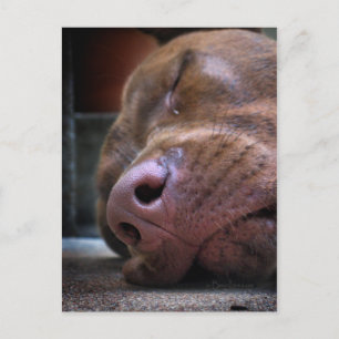 Chocolate Lab Pit Puppy Sleeping Postcard