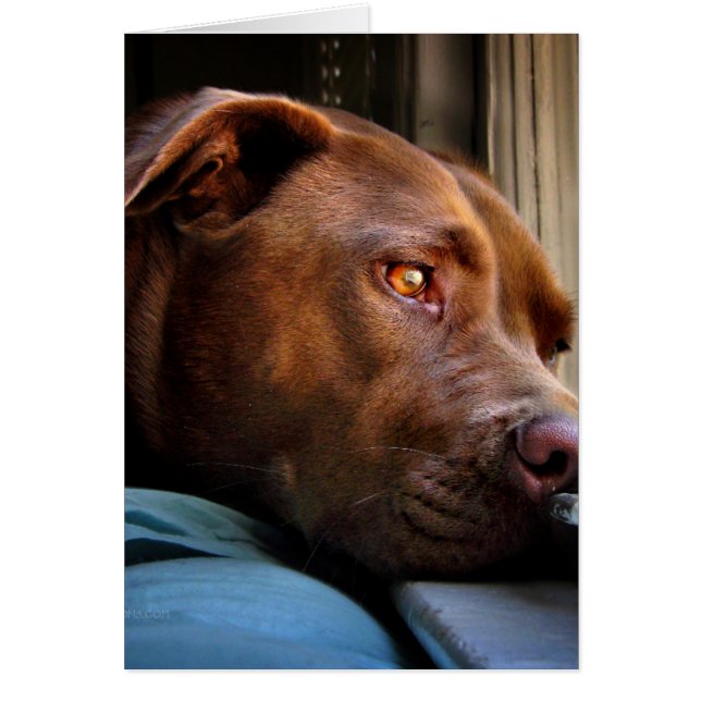 Chocolate Lab Pit Puppy Window Watching (Front)