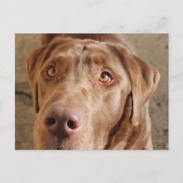 Chocolate Lab Postcard (Front)