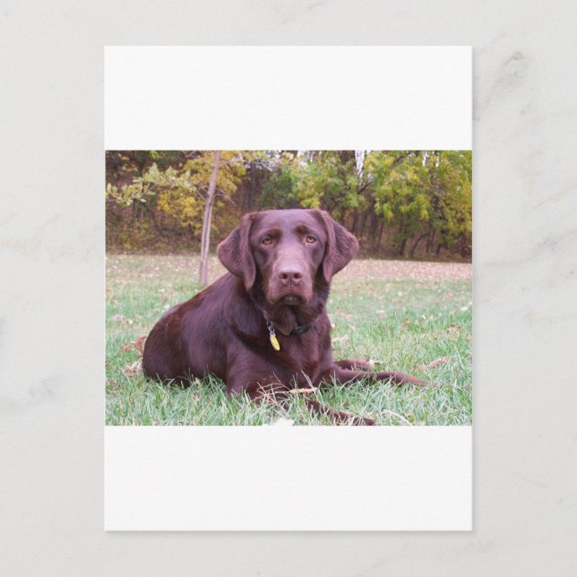 Chocolate Lab Postcard (Front)