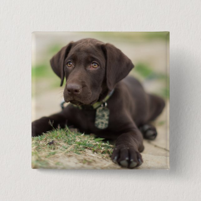 Chocolate Lab Puppy 2 Inch Square Button (Front)