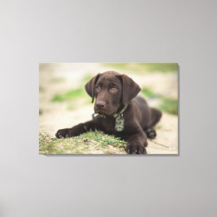 Chocolate Lab Puppy Canvas Print