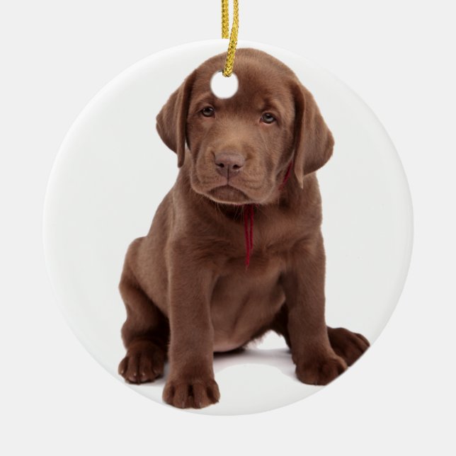 Chocolate Lab Puppy Ceramic Ornament (Front)