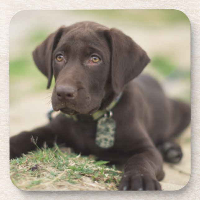 Chocolate Lab Puppy Coaster (Front)