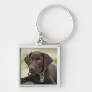 Chocolate Lab Puppy Keychain