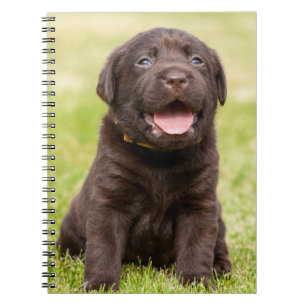 Chocolate Lab Puppy Notebook