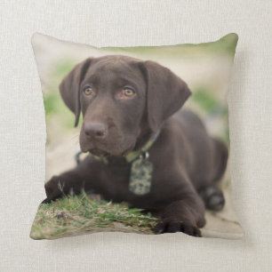 Chocolate Lab Puppy Throw Pillow