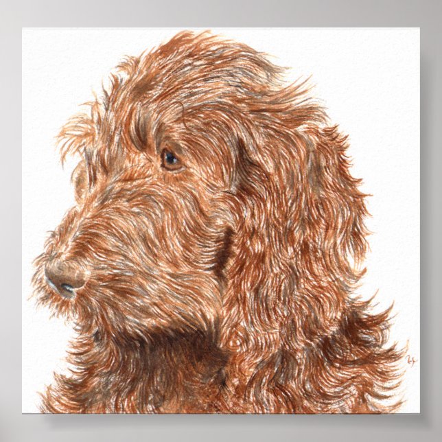 Chocolate Labradoodle #2 Print (Front)