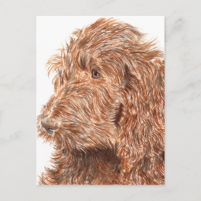 Chocolate Labradoodle Postcard (Front)