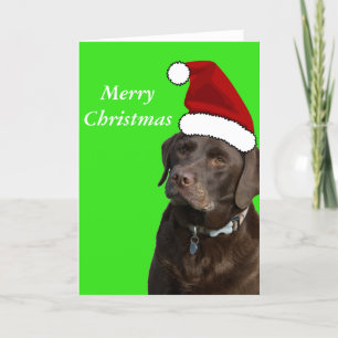 Chocolate Labrador Christmas Card