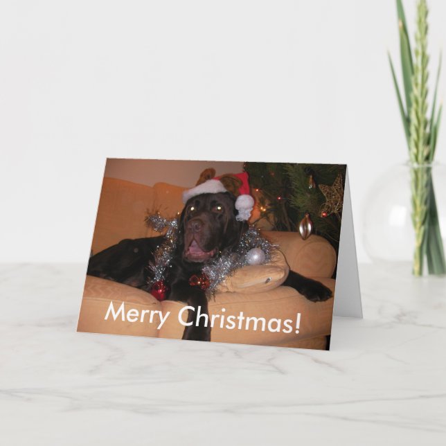 Chocolate Labrador Christmas Cards (Front)