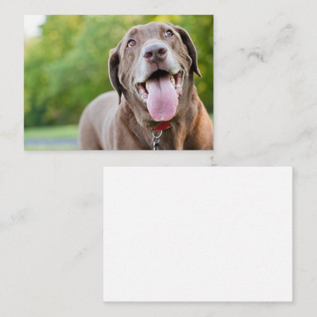 Chocolate Labrador Dog Business Card (Front/Back)