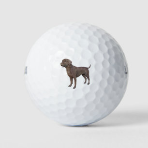 Chocolate Labrador Dog Standing Golf Balls