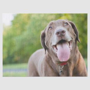 Chocolate Labrador Dog Tissue Paper