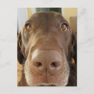 chocolate labrador face postcard