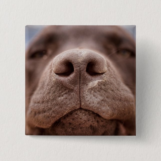 Chocolate Labrador Nose Closeup 2 Inch Square Button (Front)