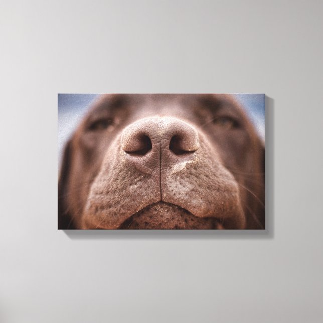 Chocolate Labrador Nose Closeup Canvas Print (Front)