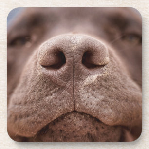 Chocolate Labrador Nose Closeup Coaster
