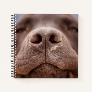 Chocolate Labrador Nose Closeup Notebook