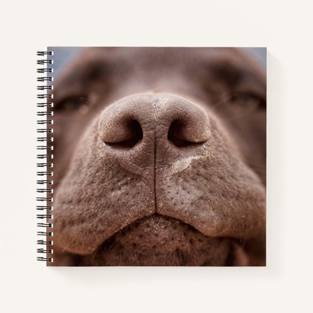 Chocolate Labrador Nose Closeup Notebook (Front)
