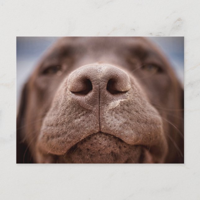 Chocolate Labrador Nose Closeup Postcard (Front)