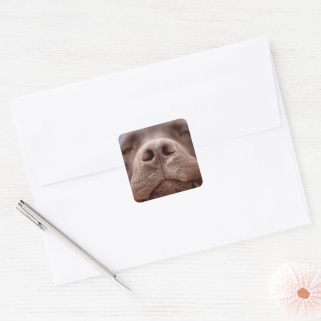 Chocolate Labrador Nose Closeup Square Sticker (Envelope)
