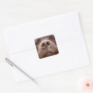 Chocolate Labrador Nose Closeup Square Sticker