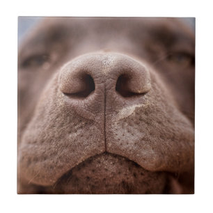 Chocolate Labrador Nose Closeup Tile