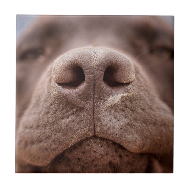 Chocolate Labrador Nose Closeup Tile (Front)