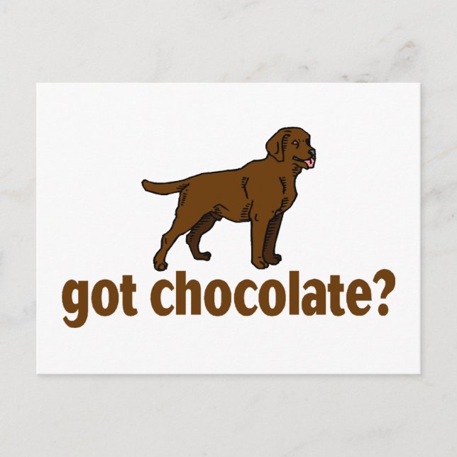 Chocolate Labrador Postcard (Front)