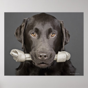 Chocolate Labrador Poster