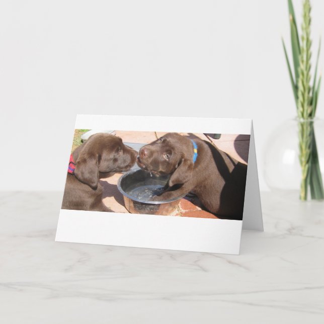Chocolate Labrador Puppies Card (Front)