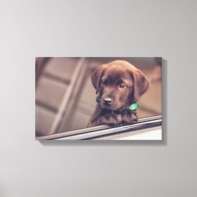 Chocolate Labrador Puppy In Car Canvas Print (Front)