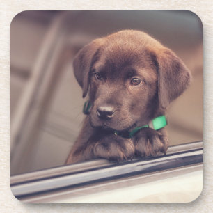 Chocolate Labrador Puppy In Car Coaster